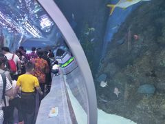 -芜湖新华联大白鲸海洋公园