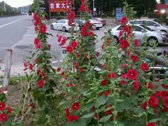 -茅山风味馆