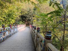 -西双版纳原始森林公园