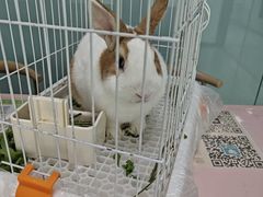 -嘉馨宠物医院·CT影像转诊·心脏科·犬猫全科诊疗中心(下沙大学城院区)