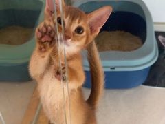 -糯米喵星人总部直营旗舰店·猫舍·幼猫出售