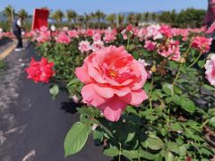 -亚龙湾国际玫瑰谷