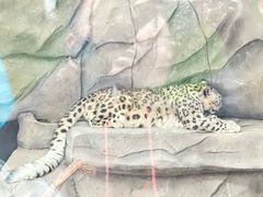 -青藏高原野生动物园