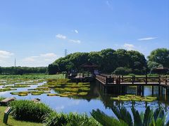 -荷塘月色湿地公园·向阳花洲