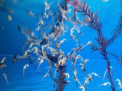 -上海海洋水族馆