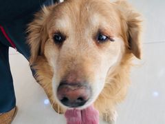-美联众合动物医院·24h京西诊疗中心