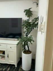 -深圳阳光医疗美容医院·旗舰店