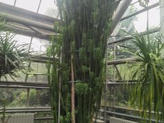 -南山植物园