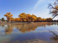 -金塔沙漠胡杨林景区