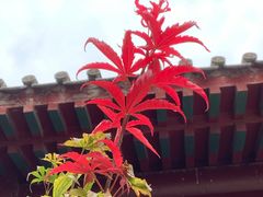 -阳台山自然风景区