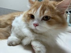 -谐和贝康宠物医院24小时·宠保定点(急重症转诊中心)