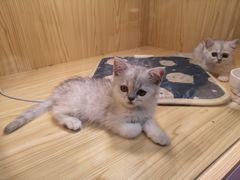 -屋虎猫馆(宝安大仟里店)