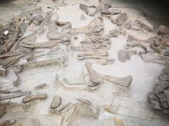 -自贡恐龙博物馆