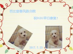 -芭比堂动物医院·24小时·眼科中心(深圳中心)