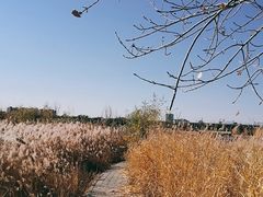 -绿堤公园