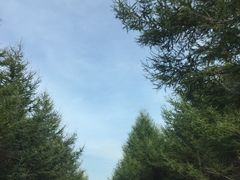 -张北坝上草原