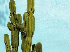 -三圣花乡旅游区