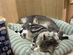 -MOCHA明星猫咖(田子坊店)
