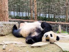 -都江堰中华大熊猫苑