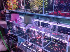 -花鸟鱼虫鲜花绿植市场(玉泉路店)