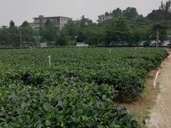 -美的鹭湖探索王国