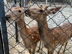 -长白岛森林公园