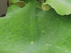 -绍兴镜湖国家城市湿地公园