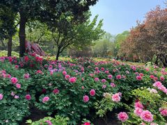 -洛阳市隋唐城遗址植物园
