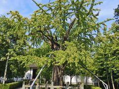 -上海佘山国家森林公园天马山园