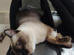 -喜多萌中农锦绣动物医院24H·猫科·牙科MRI·CT