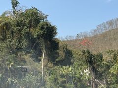 -西双版纳原始森林公园
