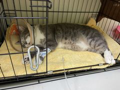 -瑞鹏宠物医院·骨科·猫科·内科(第一中心)