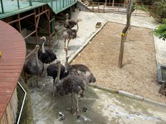 -栾川竹海野生动物园