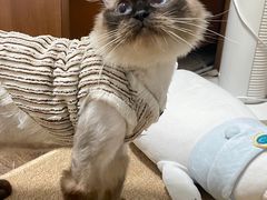 -四月宠物医院·猫专科·心脏专科·内科(转塘店)