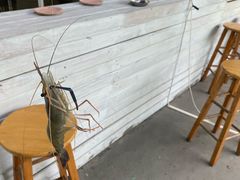 -小象钓虾·营地烧烤(洛溪店)