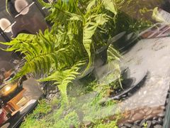 -绿茶餐厅(青岛城阳万象汇店)