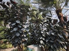 -济南植物园