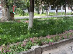 -罗布林卡