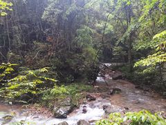 -江西阳明山国家森林公园