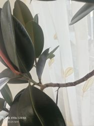 -HEYAN荷妍专业脱毛连锁机构