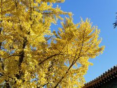 -北京石刻艺术博物馆(五塔寺)