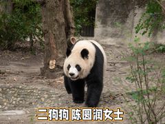 -成都大熊猫繁育研究基地