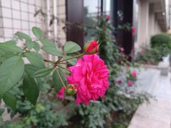 -金科花卉市场