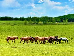 -塞罕坝国家级自然保护区