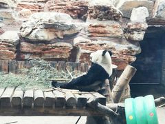 -石家庄市动物园