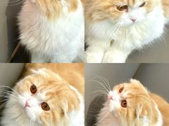 -喵园·猫主题咖啡厅·撸猫·猫咖(国贸店)