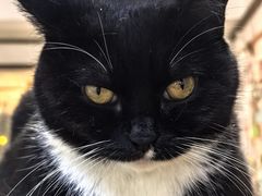 -是阿柴呀！柴犬咖啡·爱喵喵猫咖