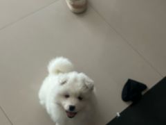 -宠颐生汉谟拉比宠物医院