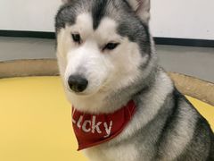 -Husky Go! 哈士奇体验馆·宠物咖啡厅狗咖