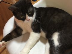 -李小姐の猫咖啡馆(五角场店)